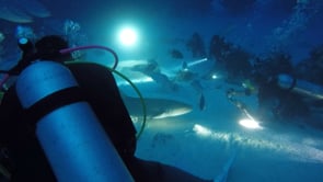 video-sharks-and-rays-diving-Alimatha-Faru-at-Central-Atolls-Maldives