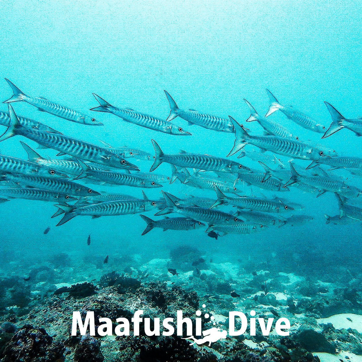 Best Time to Dive in the Maldives: A Month-by-Month Guide