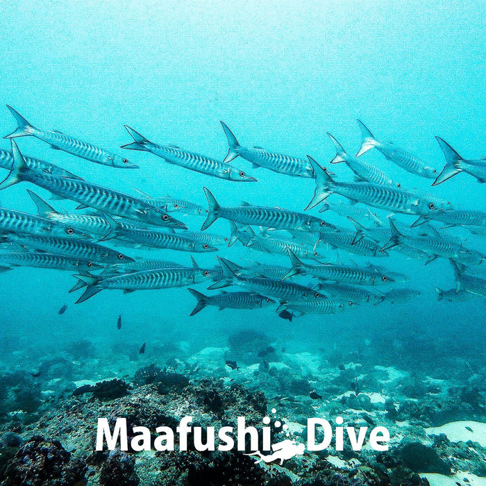 Best Time to Dive in the Maldives: A Month-by-Month Guide