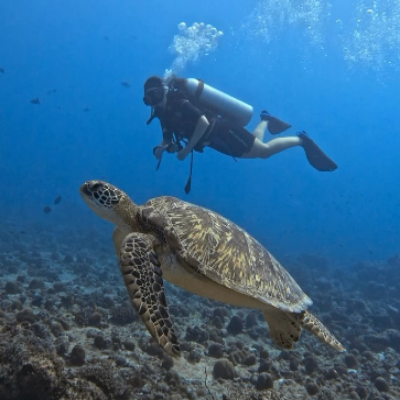 Can You See Sea Turtles in Maafushi?