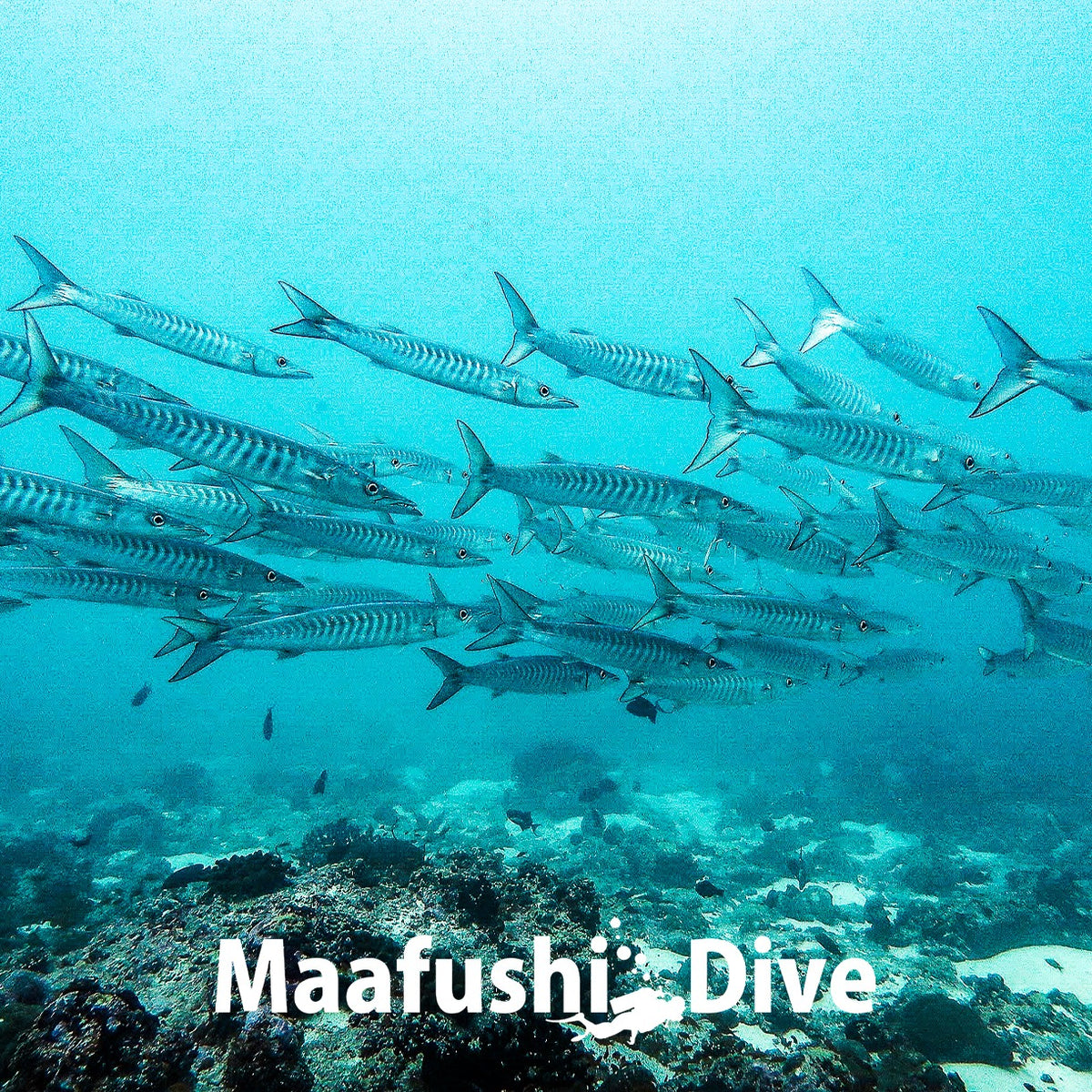 seasons-and-weather-maafushi-dive-and-water-sports