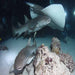 sharks-and-rays-diving-Alimatha-Faru-at-Central-Atolls-Maldives