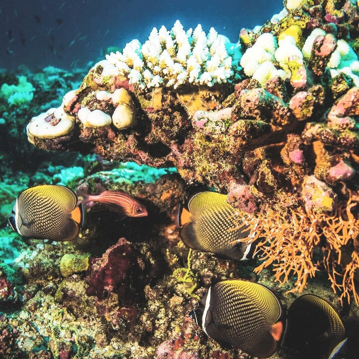 House Reef Dive